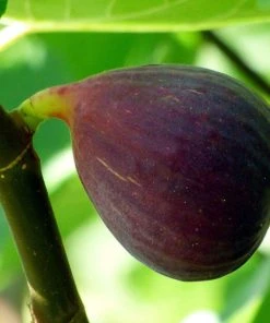 Roots Plants Osborne's Prolific Fig Tree Fruits
