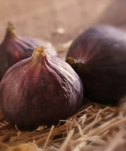 Roots Plants Fruits Madeleine Des Deux Saisons' Fig Tree