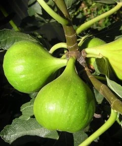 Roots Plants Dalmatie Fig Tree 10 Roots Plants Dalmatie Fig Tree