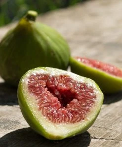 Roots Plants Dalmatie Fig Tree