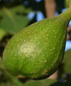 Roots Plants Dalmatie Fig Tree 9 Roots Plants Dalmatie Fig Tree