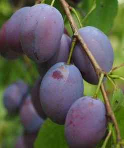 Roots Plants Fruits Shropshire Prune Damson Tree