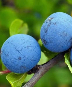 Roots Plants Fruits Farleigh Damson Tree