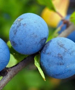 Roots Plants Fruits Farleigh Damson Tree