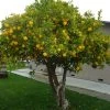 Roots Plants 90cm Eureka Lemon Tree | 4 Seasons Lemon | Grafted Mini-Stem
