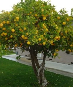 Roots Plants 90cm Eureka Lemon Tree | 4 Seasons Lemon | Grafted Mini-Stem