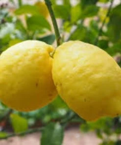 Roots Plants 90cm Eureka Lemon Tree | 4 Seasons Lemon | Grafted Mini-Stem