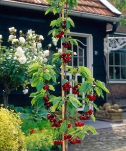 Roots Plants Mini Orchard Collection | Cherry, Pear & Plum Trees 16 Roots Plants Mini Orchard Collection | Cherry, Pear & Plum Trees