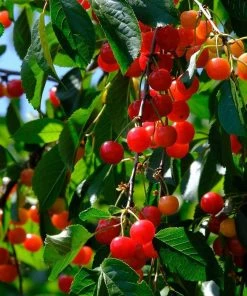 Roots Plants May Duke Cherry Tree Fruits