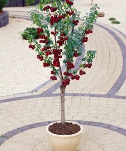 Roots Plants Fruits Hartland Patio Cherry Tree