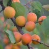 Roots Plants Tomcot Apricot Tree Fruits 2 Roots Plants Tomcot Apricot Tree Fruits