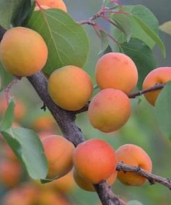 Roots Plants Tomcot Apricot Tree Fruits