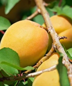 Roots Plants Early Moorpark Apricot Tree Fruits