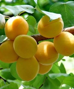 Roots Plants Early Moorpark Apricot Tree Fruits