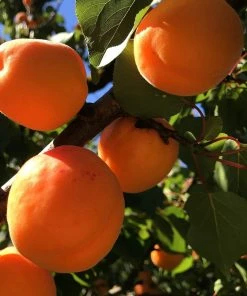 Roots Plants Fruits New Large Early' Apricot Tree