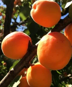 Roots Plants Fruits New Large Early' Apricot Tree