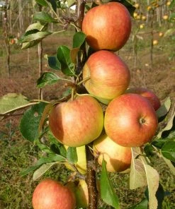 Roots Plants 'Endless Apples' Collection | Scrumptious, Braeburn Hillwell, James Grieve & Red Windsor Fruits