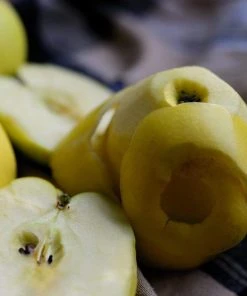 Roots Plants Herefordshire Russet Apple Tree