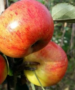 Roots Plants Fruits Sunset Apple Tree
