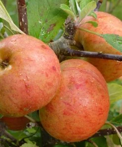 Roots Plants Fruits Sunset Apple Tree