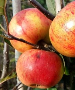 Roots Plants Fruits Sunset Apple Tree