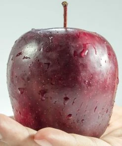 Roots Plants Spartan Apple Tree