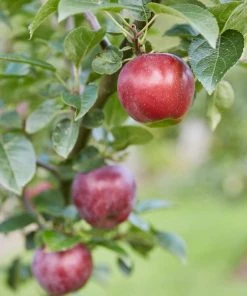 Roots Plants Spartan Apple Tree