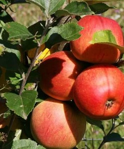 Roots Plants Scrumptious Apple Tree Fruits