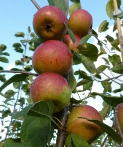 Roots Plants Laxton's Superb Apple Tree