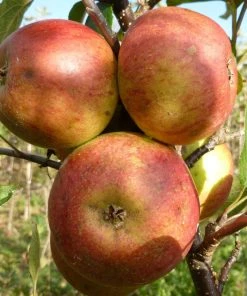 Roots Plants Laxton's Superb Apple Tree