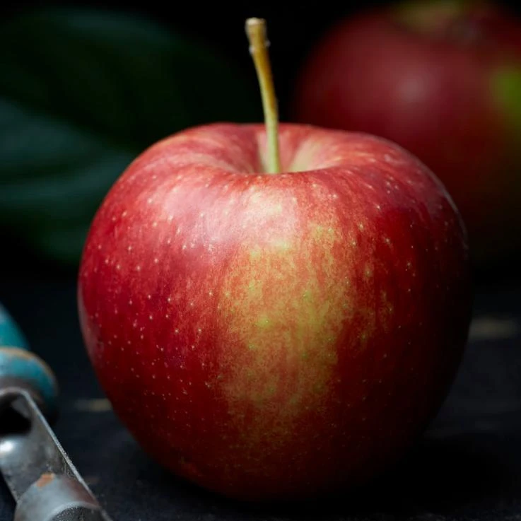 Roots Plants Jonagold Apple Tree 4 Roots Plants Jonagold Apple Tree