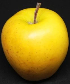 Roots Plants Golden Delicious Apple Tree Fruits