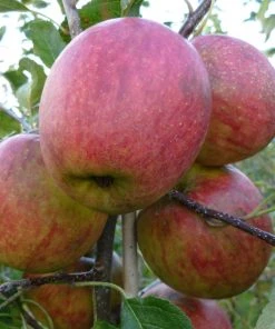 Roots Plants Fruits Falstaff Apple Tree