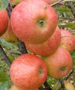 Roots Plants Fruits Elstar Apple Tree