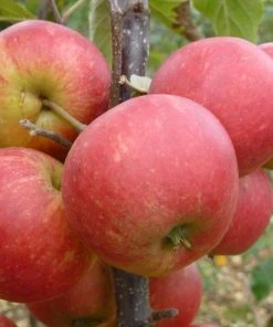 Roots Plants Fruits Elstar Apple Tree