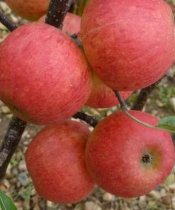 Roots Plants Fruits Elstar Apple Tree