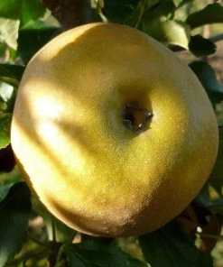 Roots Plants Egremont Russet Apple Tree Dwarfing Rootstock 11 Roots Plants Egremont Russet Apple Tree Dwarfing Rootstock