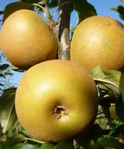 Roots Plants Egremont Russet Apple Tree Dwarfing Rootstock 13 Roots Plants Egremont Russet Apple Tree Dwarfing Rootstock