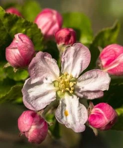 Roots Plants Fruits Braeburn Hillwell Apple Tree