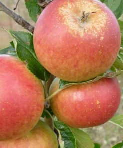 Roots Plants Fruits Cox's Orange Pippin Apple Tree 8 Roots Plants Fruits Cox's Orange Pippin Apple Tree