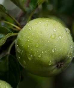 Roots Plants Grenadier Apple Tree