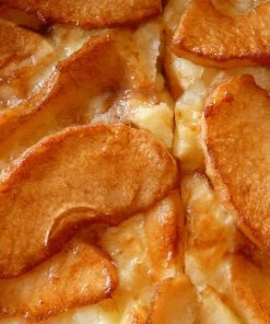 Roots Plants Bramley's Seedling Apple Tree