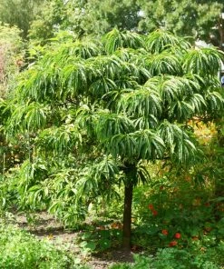Roots Plants Trees & Shrubs Sweet Chestnut Tree | 3L Pot