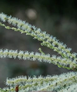 Roots Plants Trees & Shrubs Sweet Chestnut Tree | 3L Pot