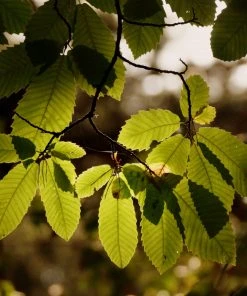 Roots Plants Trees & Shrubs Sweet Chestnut Tree | 3L Pot
