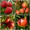 Roots Plants 'Endless Apples' Collection | Scrumptious, Braeburn Hillwell, James Grieve & Red Windsor Fruits 2 Roots Plants 'Endless Apples' Collection | Scrumptious, Braeburn Hillwell, James Grieve & Red Windsor Fruits