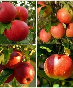 Roots Plants Sales Shop 23 Roots Plants 'Endless Apples' Collection | Scrumptious, Braeburn Hillwell, James Grieve & Red Windsor Fruits