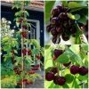 Roots Plants Fruits Cross-pollinating Cherry Collection | Kordia, Merchant & Regina