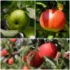 Roots Plants Fruits Cross-pollinating Apple Collection | Bramley, Gala & Discovery