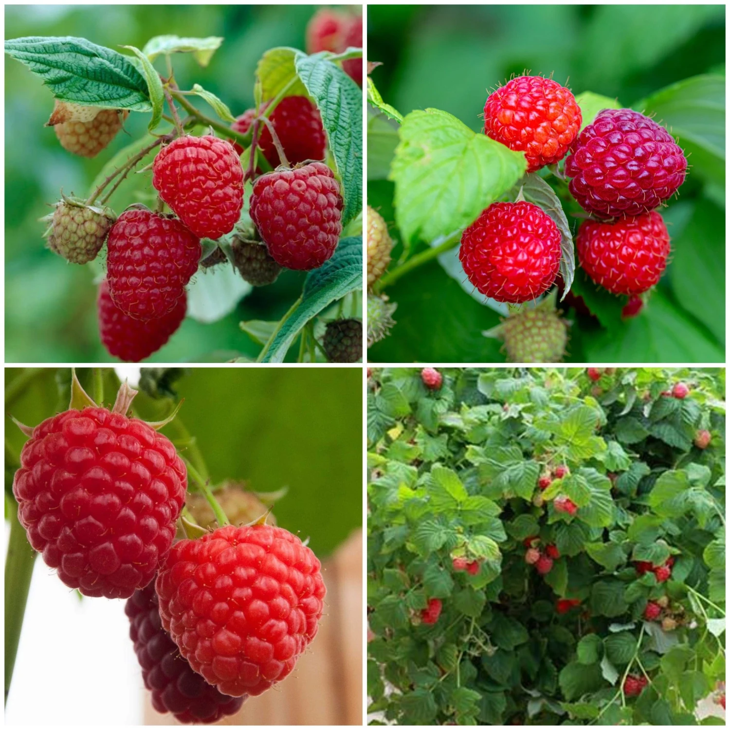 Roots Plants 15 Bestselling Raspberry Canes | Glen Ample, Polka & Autumn Bliss Fruits 3 Roots Plants 15 Bestselling Raspberry Canes | Glen Ample, Polka & Autumn Bliss Fruits